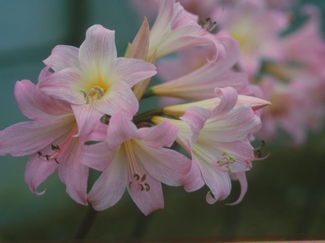 Amaryllis belladonna ck